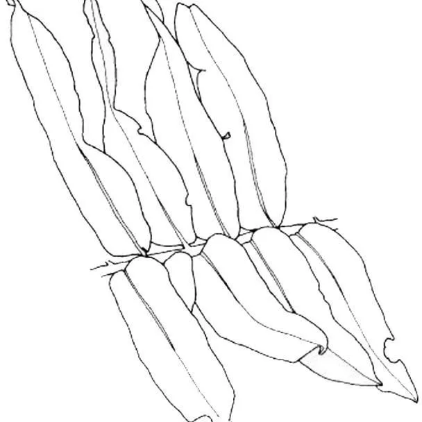 thumbnail for publication: Acrostichum daneifolium Leather Fern